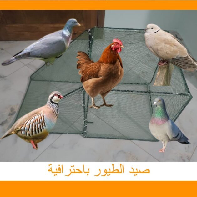 صيد الطيور باحترافية