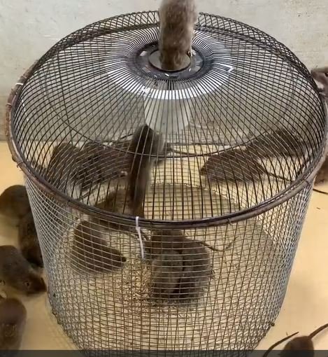 صيد الجرذان